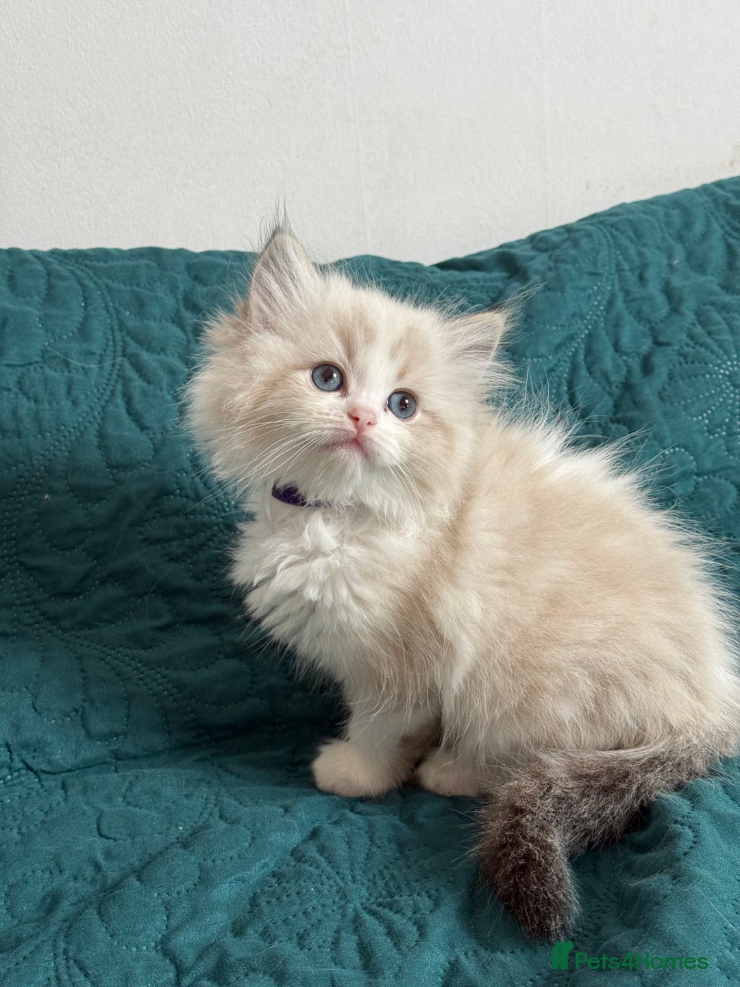 Ragdoll cats for sale: Beautiful Ragdoll kittens TICA - Advert 28