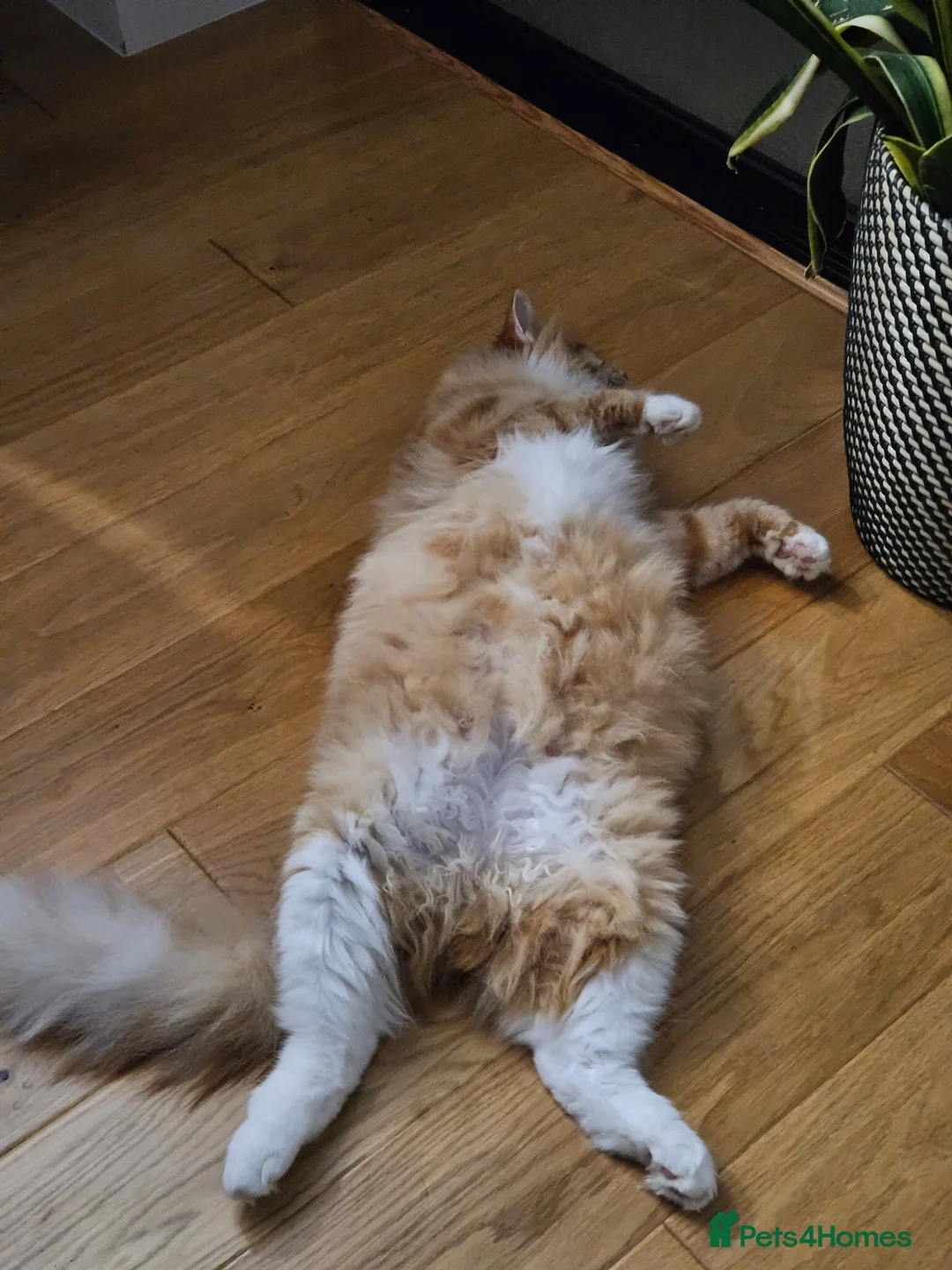 Mixed Breed cats for sale: Adorable fluffy ginger kittens in Crowthorne - Advert 2