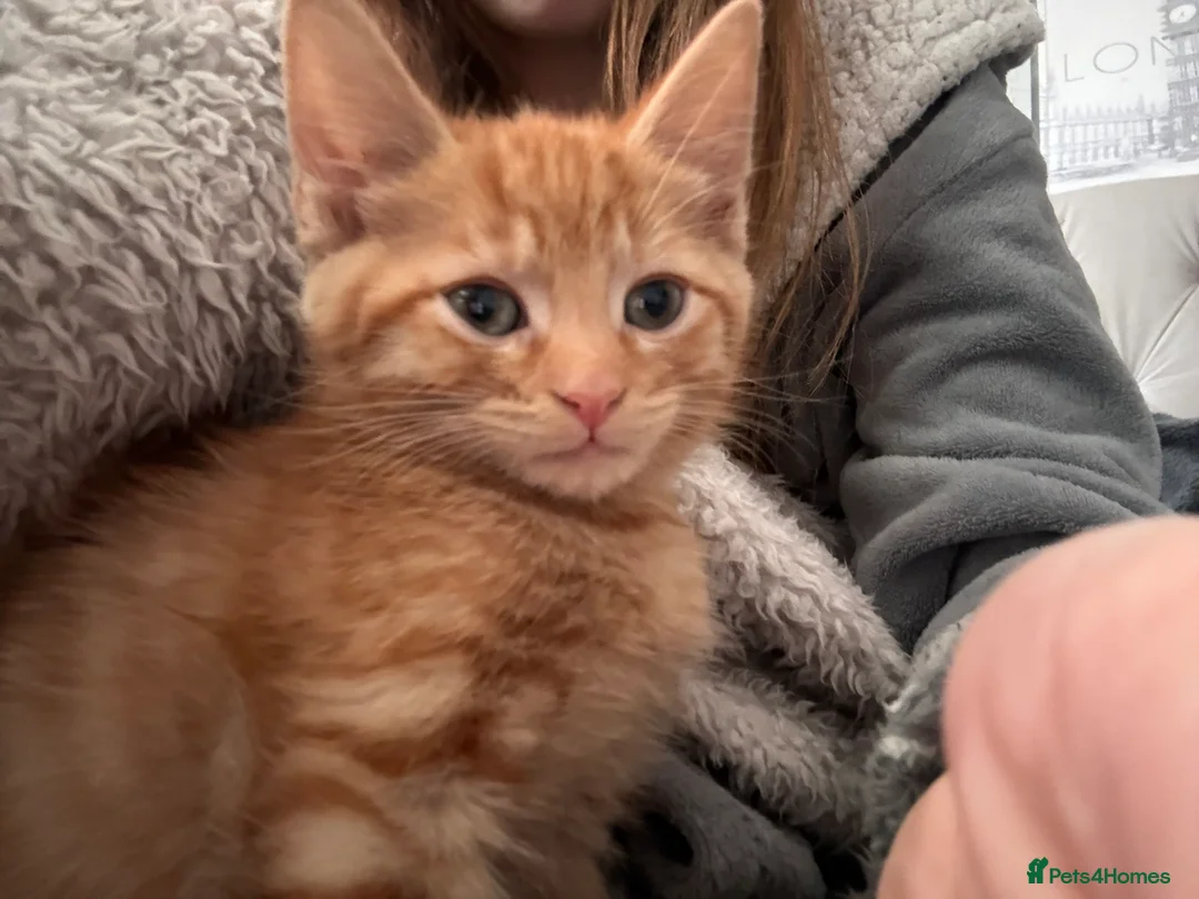 Mixed Breed cats for sale: Beautiful fluffy cuddly kittens for sale!!!  - Advert 13