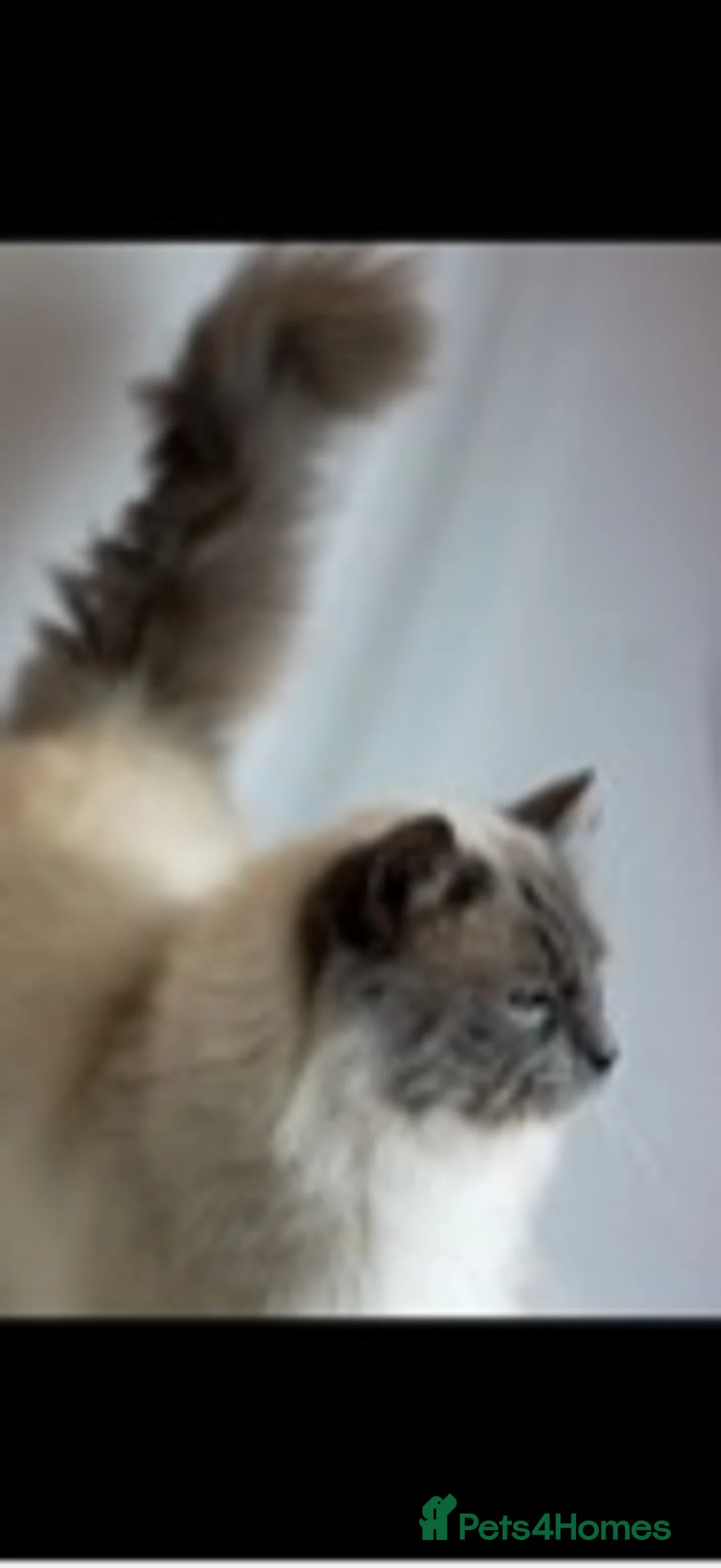 Ragdoll cats for stud: STUD Large Blue point ragdoll 100% proven stud . in Brighouse - Advert 5