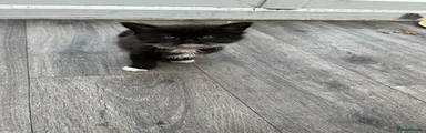 Long haired black and white (pink collar) 