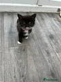 Long haired black and white (pink collar)