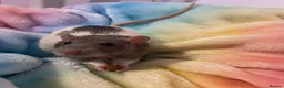 Rat rodents for sale: Fancy x dumbo rats - Advert 1