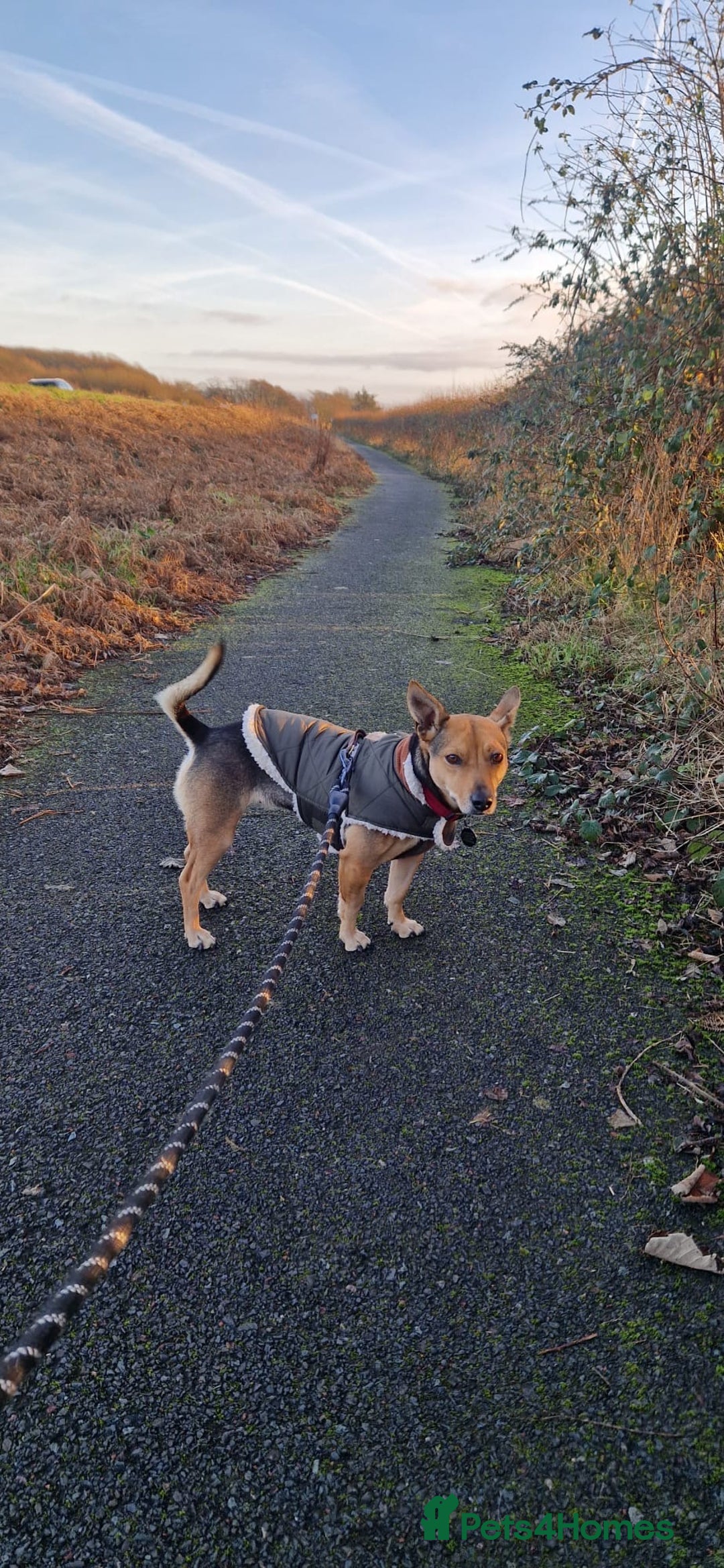 Mixed Breed dogs for adoption: Pippa  - Advert 9