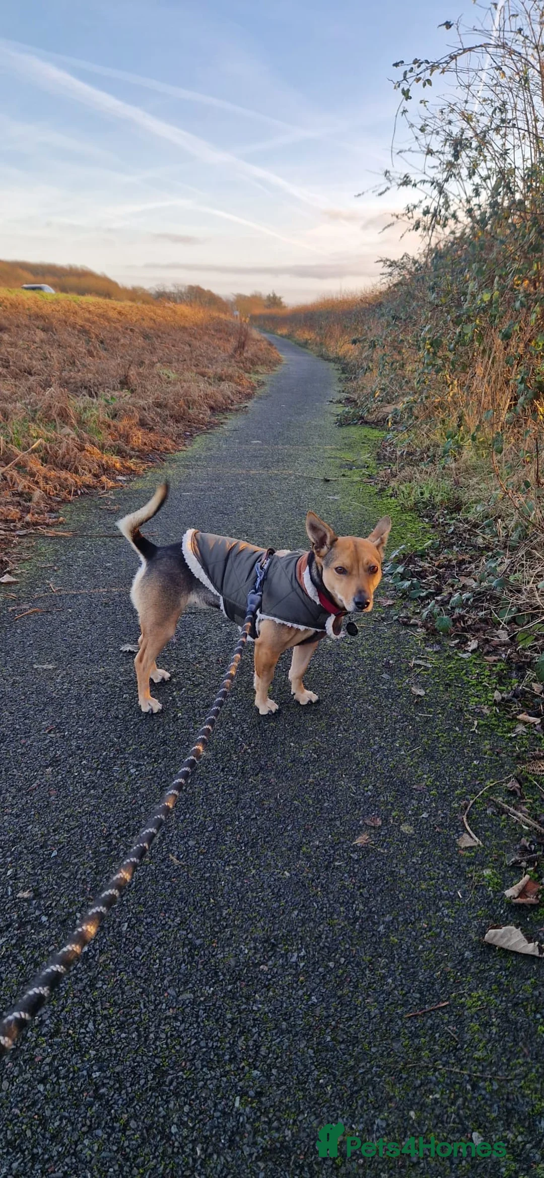 Mixed Breed dogs for adoption: Pippa  - Advert 9