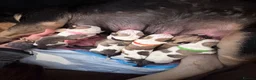American Bulldog dogs for sale: 4 beautiful American bulldogs  in Coventry - Advert 4