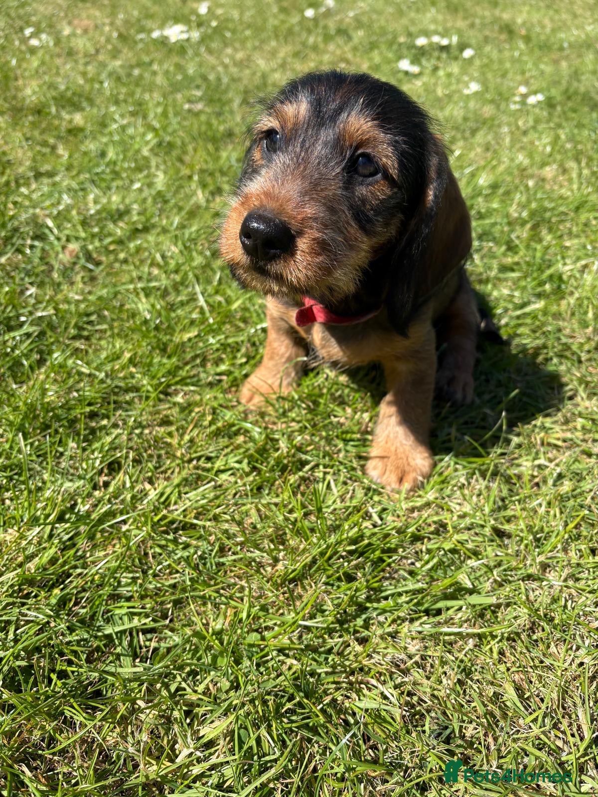 Dachshund dogs Dachshund puppies - Advert 5