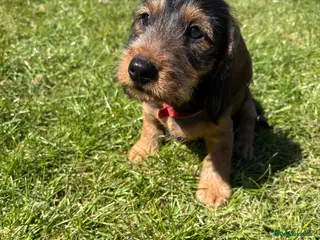 Dachshund dogs Dachshund puppies - Advert 1