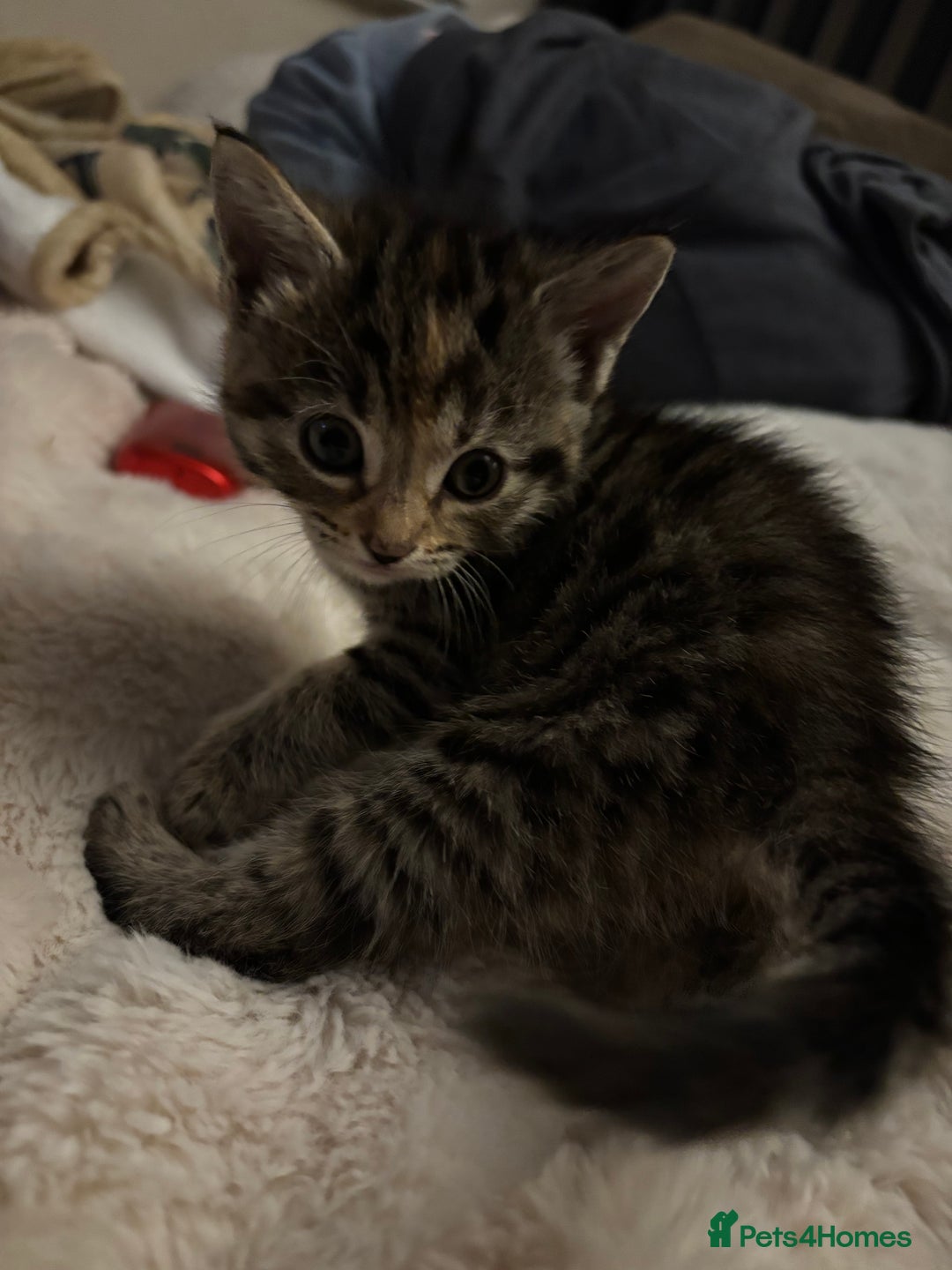 British Longhair cats for sale: 3 beautiful kittens left  - Advert 7