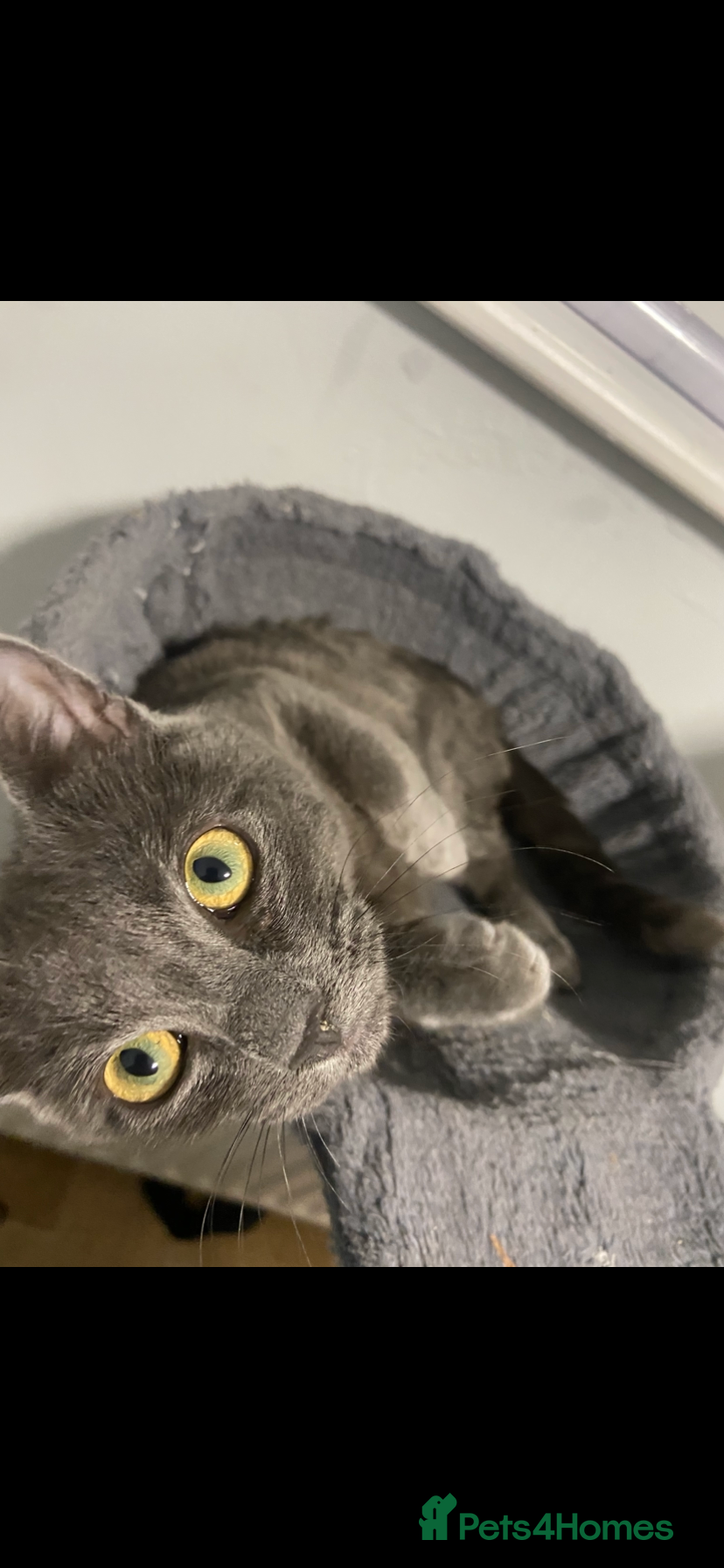 Mixed Breed cats Grey male kitten - Advert 4