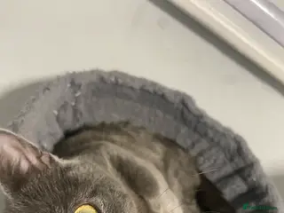 Mixed Breed cats Grey male kitten - Advert 5