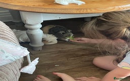 Guinea Pig rodents for sale: 2 Female Guinea Pigs and Set Up - Image 7
