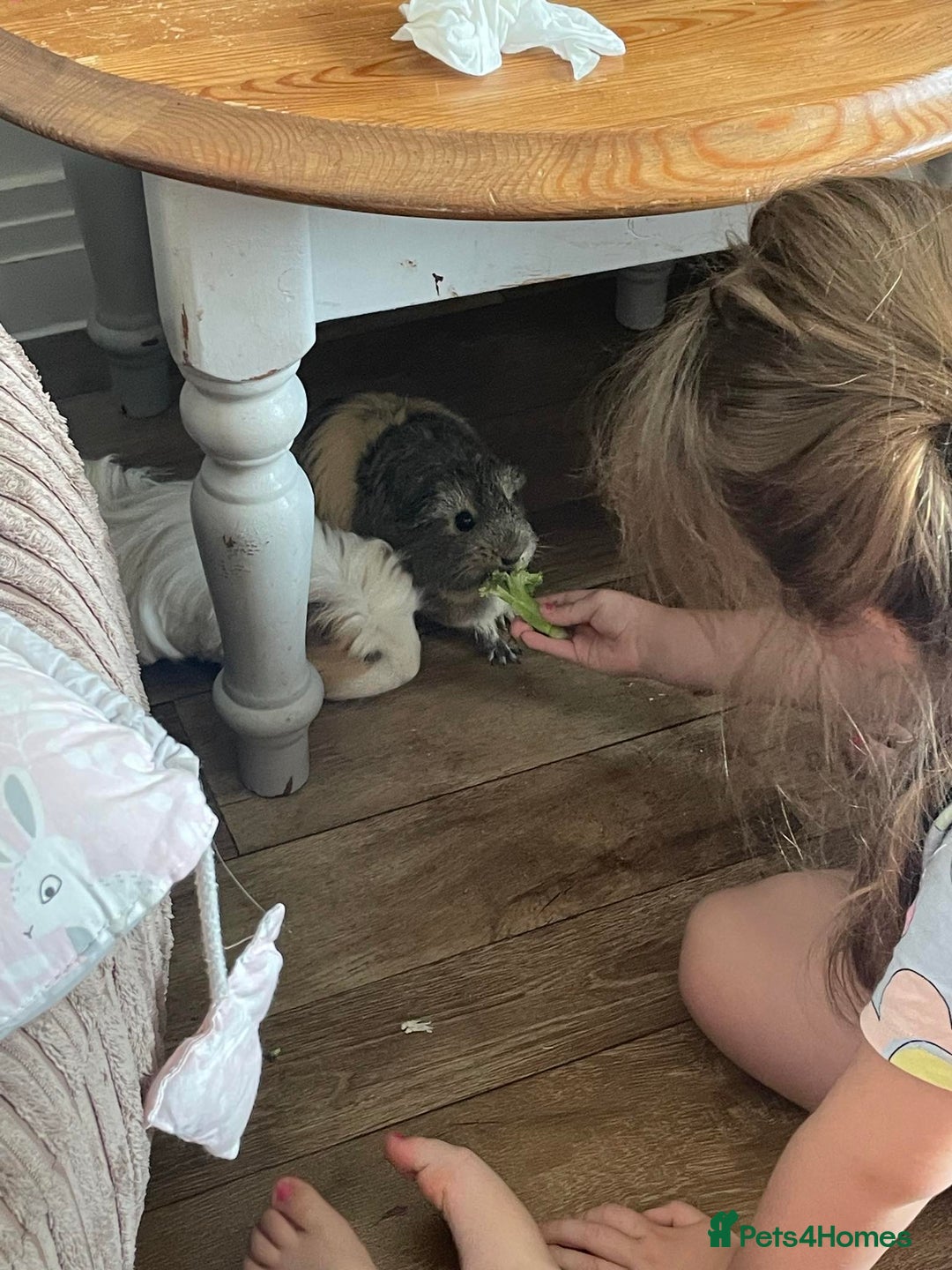 Guinea Pig rodents for sale: 2 Female Guinea Pigs and Set Up - Image 7