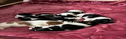 Cavalier King Charles Spaniel dogs for sale: Stunning puppies  in Oldham - Advert 13