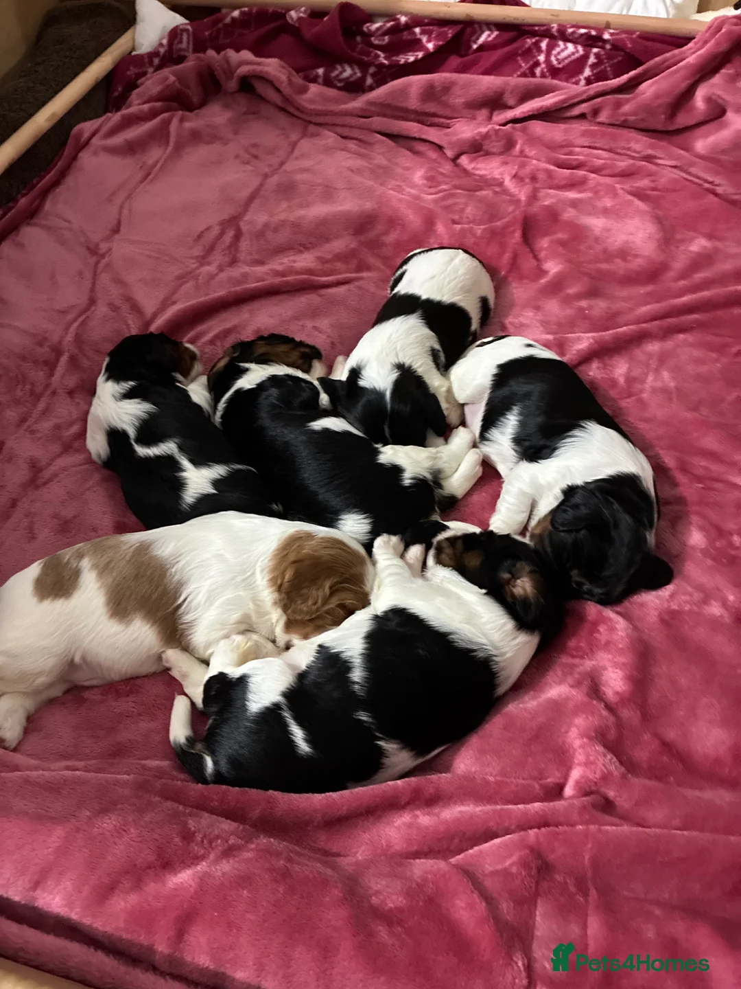 Cavalier King Charles Spaniel dogs for sale: Stunning puppies  in Oldham - Advert 13