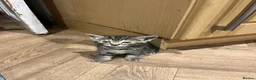 Mixed Breed cats for sale: Gorgeous mixed babies - Advert 3