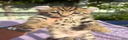 Keetso cats for sale: Stunning wild looking polydactyl curl ear keetsos  - Advert 40