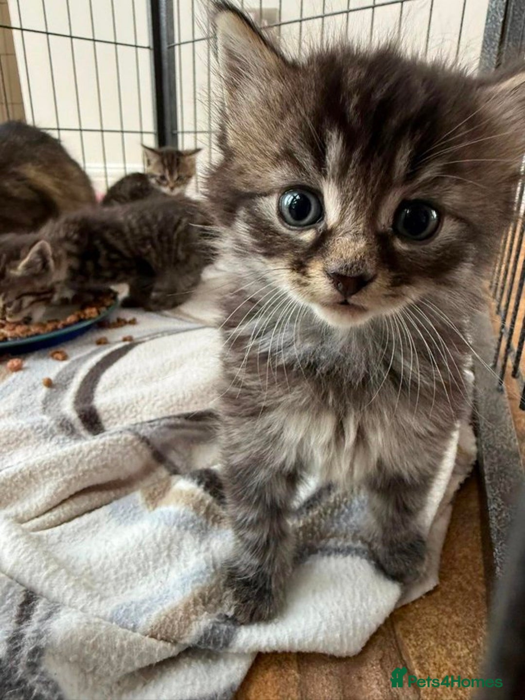 Mixed Breed cats for sale: Tabby Kittens - Image 5