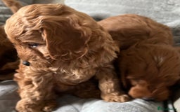 Cockapoo dogs for sale: Beautiful Red F1B Cockapoo puppies  - Image 22