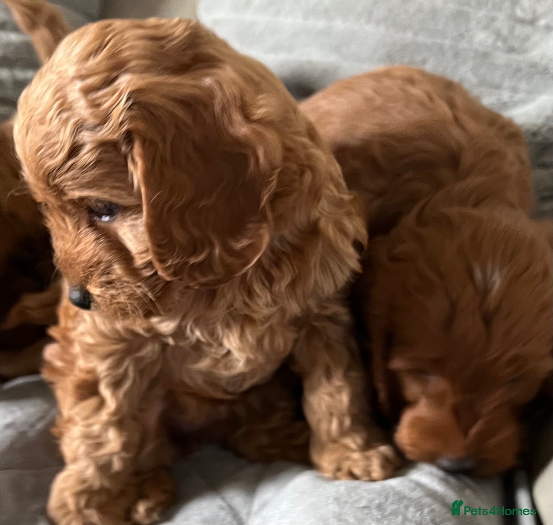 Cockapoo dogs for sale: Beautiful Red F1B Cockapoo puppies  - Image 22