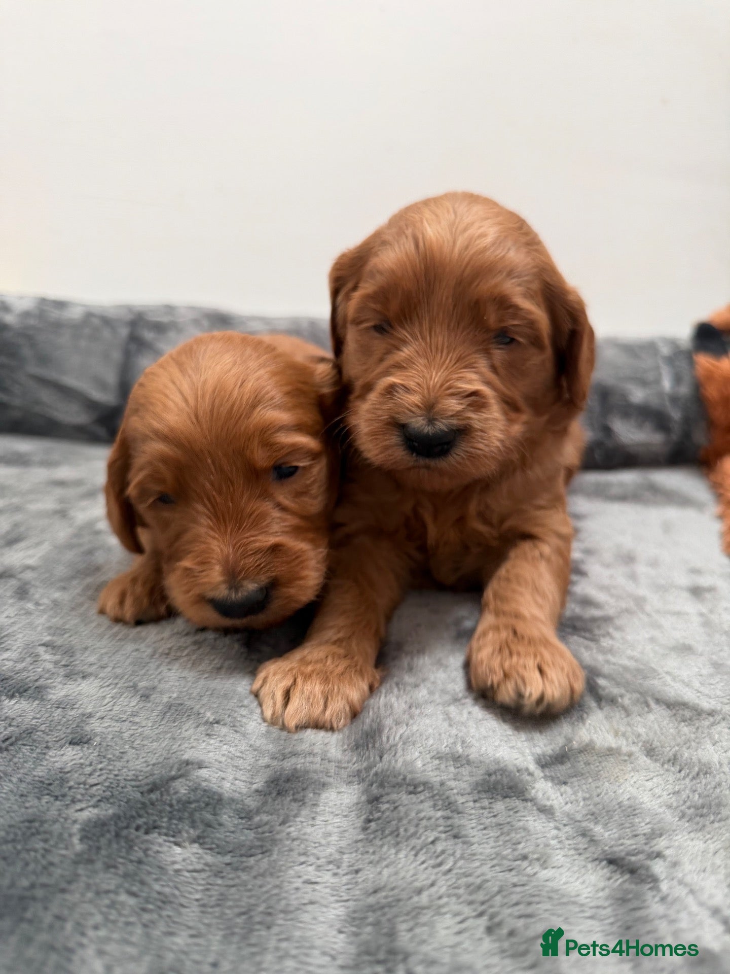 Goldendoodle dogs for sale: F1 Goldendoodle Puppies  - Advert 2