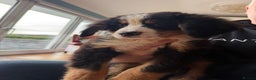 Bernese Mountain Dog dogs for sale: Bernese Mountain Dog Pups  - Advert 33