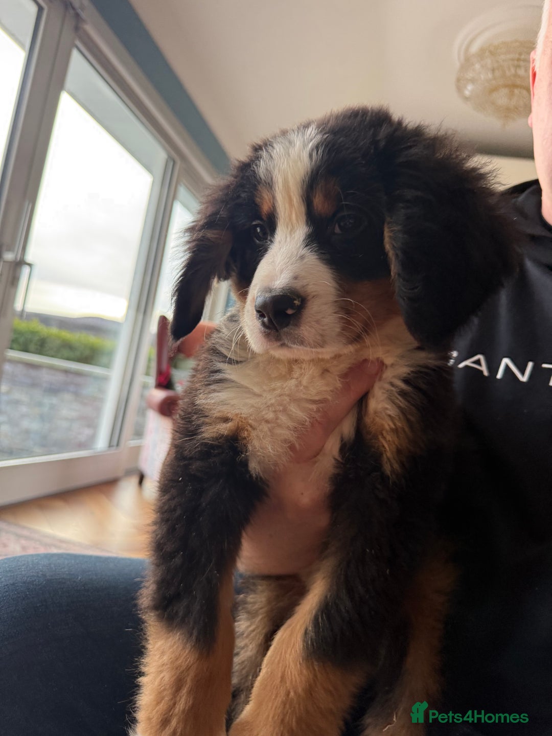 Bernese Mountain Dog dogs for sale: Bernese Mountain Dog Pups  - Advert 33