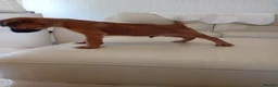 Border Terrier dogs for sale: Beautiful Border Terrier Puppies  - Advert 5