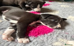 Mixed Breed dogs for sale: Whippet x greyhound puppies  - Image 8
