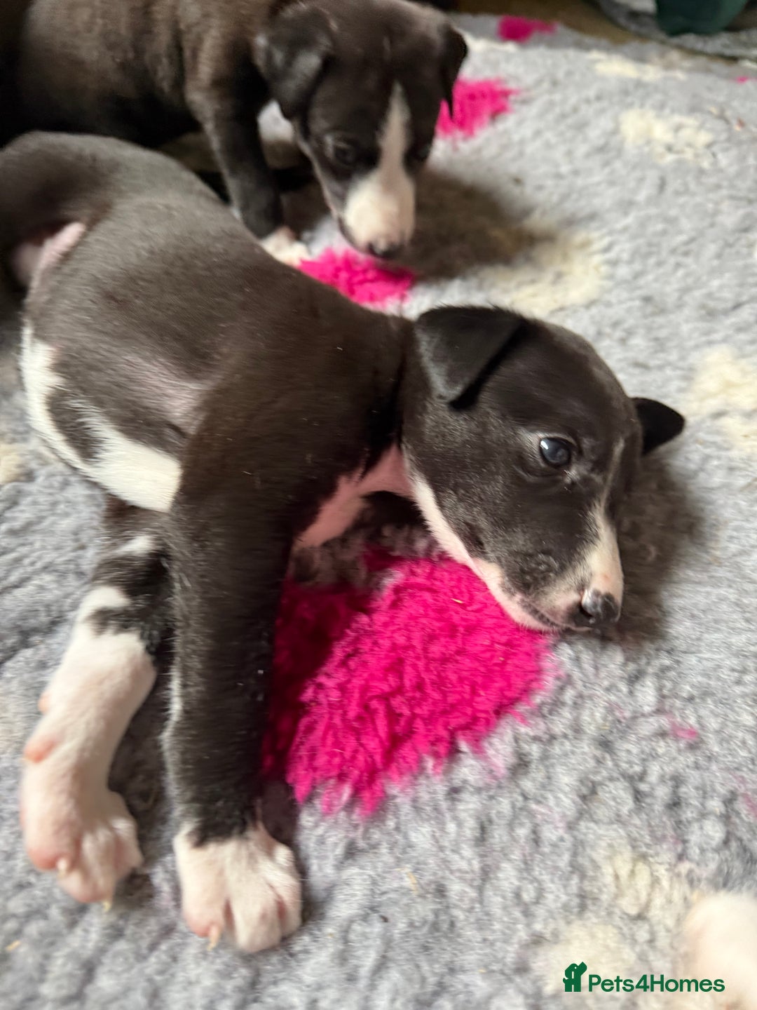 Mixed Breed dogs for sale: Whippet x greyhound puppies  - Image 8