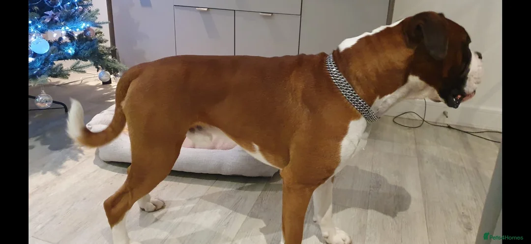 Boxer dogs for stud: King Mikey  in Rickmansworth - Advert 6