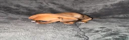 Mixed Breed dogs for sale: Cavalier King Charles x Chihuahua in Newport - Advert 10