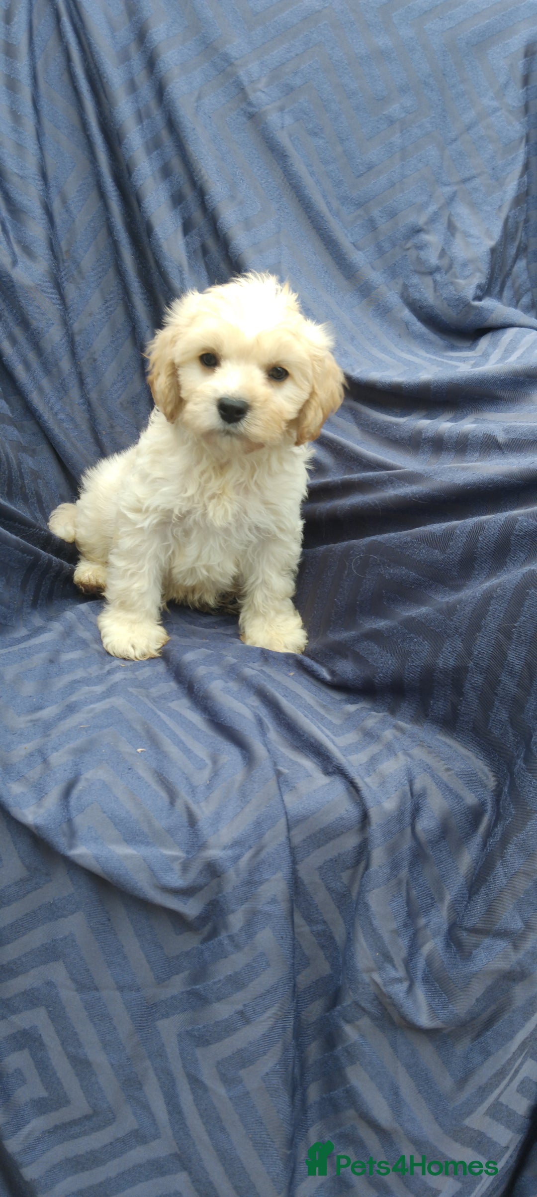Cavapoo dogs for sale: Cavapoo pups ready to leave! - Image 5