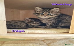 Siberian cats for sale: Siberian kittens GCCF registered, champion lines - Image 5