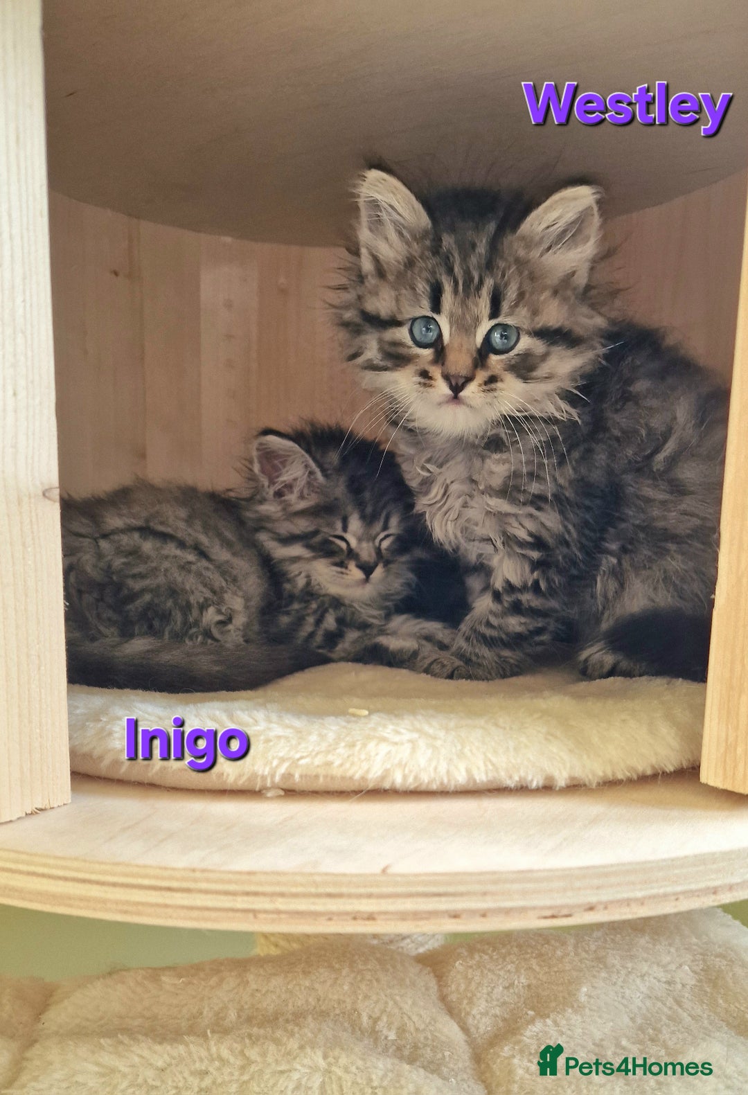 Siberian cats for sale: Siberian kittens GCCF registered, champion lines - Image 5