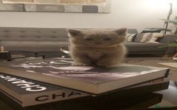 British Shorthair cats for sale: STUNNING BSH LILAC KITTENS 3 MALES/1 FEMALE  - Advert 16