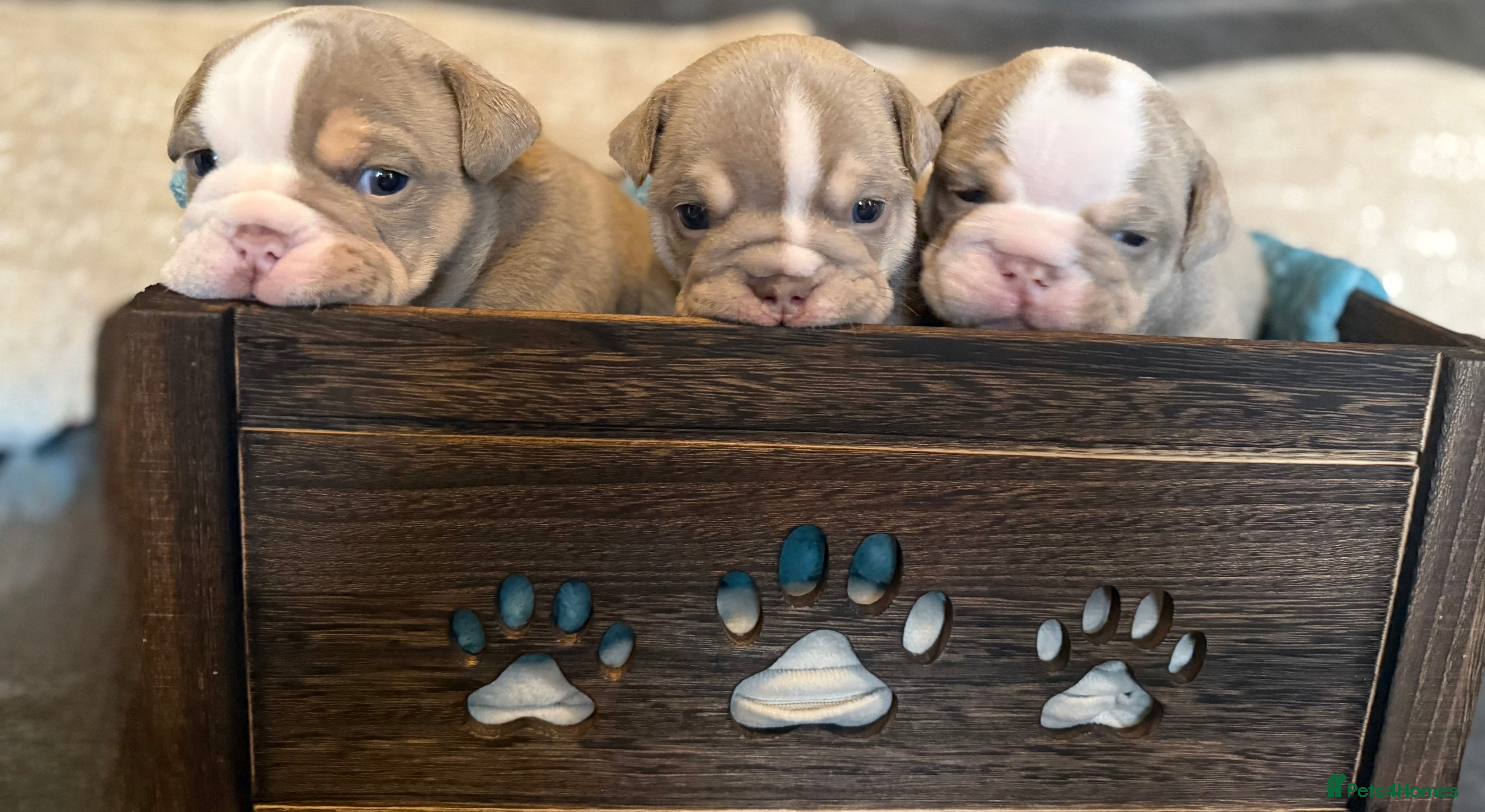 English Bulldog dogs Brown tan bull dogs  - Advert 1