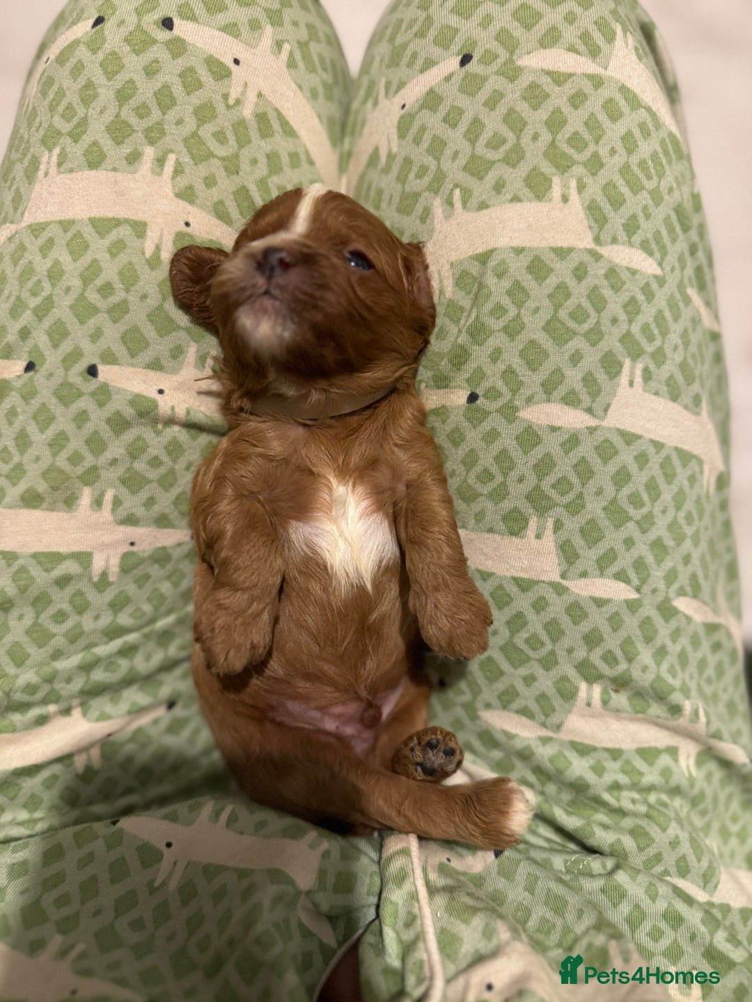 Cavapoo dogs for sale: Cavapoo puppies fully health tested parents - Image 29