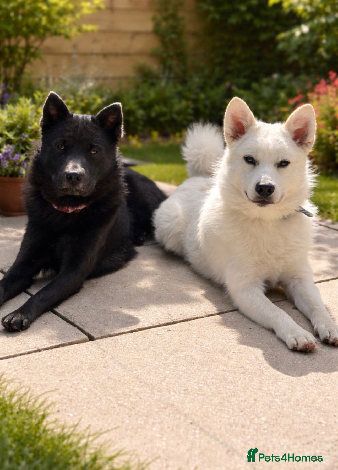 Pomsky dogs Pomsky’s For Sale - Advert 4