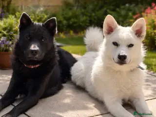 Pomsky dogs Pomsky’s For Sale - Advert 2