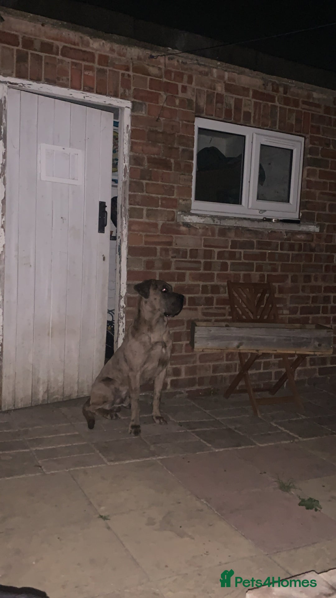Mixed Breed dogs for sale: Zuese - Image 7