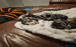Mixed Breed cats for sale: Friendly Kittens. - Image 17