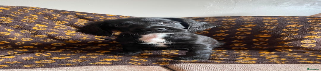 Cocker Spaniel Puppy 4