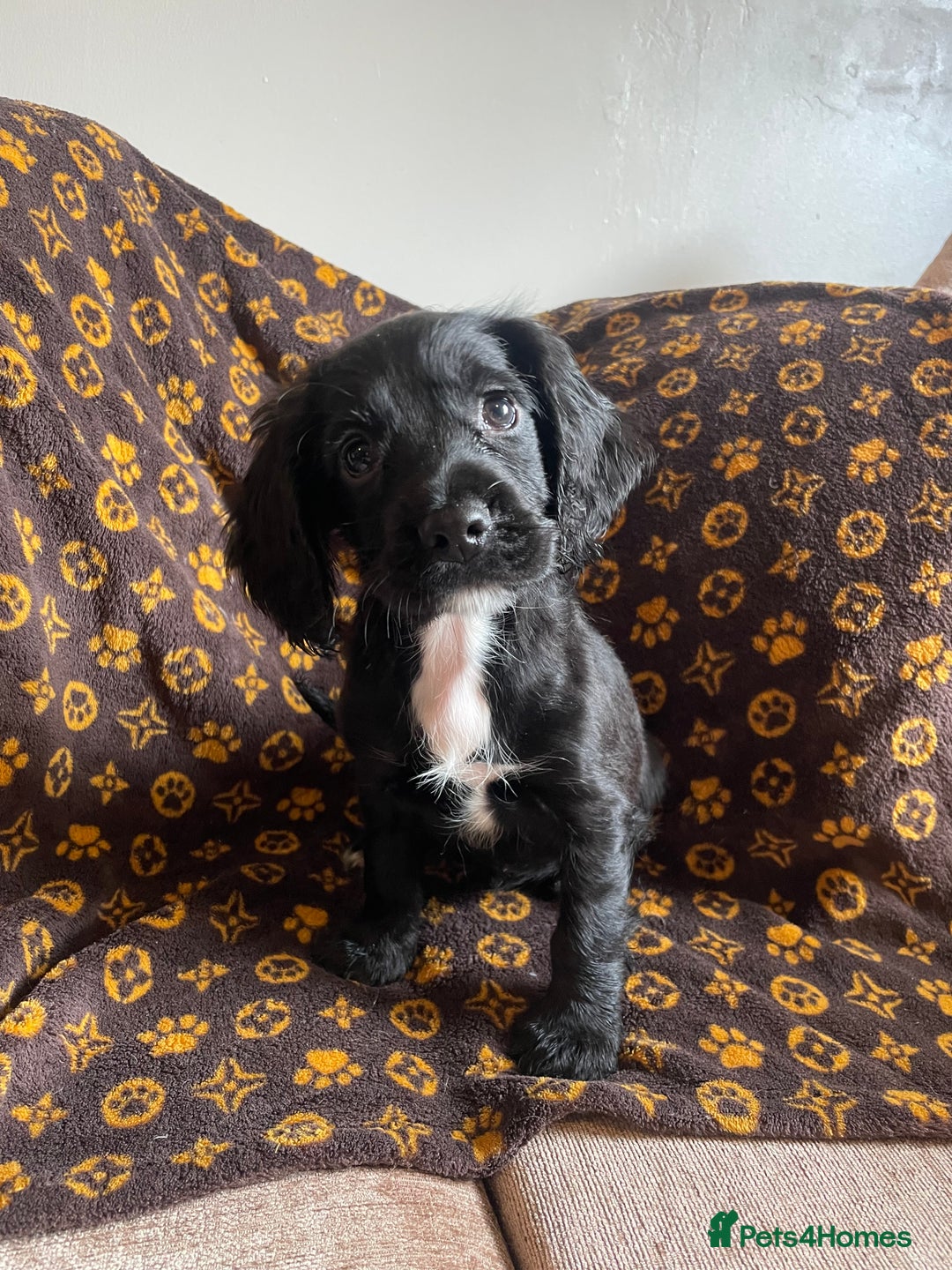 Cocker Spaniel dogs for sale: COCKER SPANIEL GIRLS READY FOR NEW HOMES  - Image 16