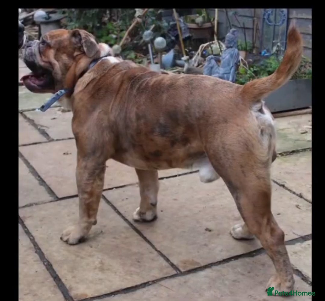 Olde English Bulldogge dogs for stud: 2 olde English bulldogs brothers for stud - Image 8