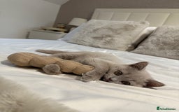 British Shorthair cats for sale: Lilac British Shorthair Kitten - Image 7