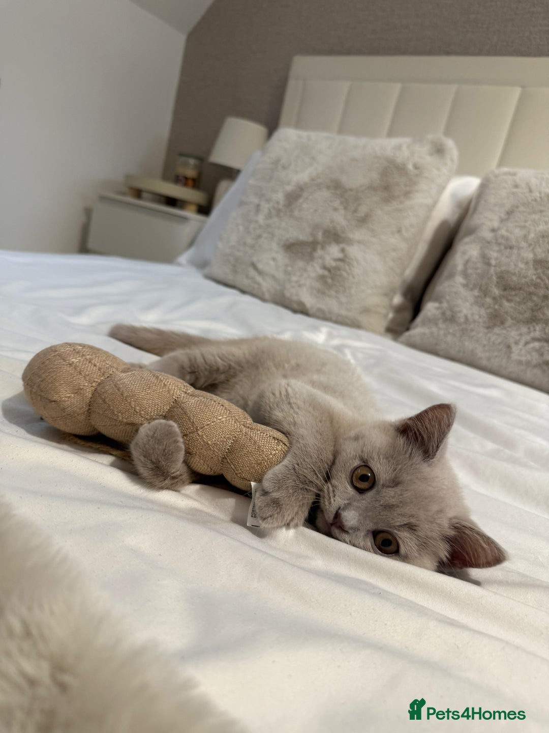 British Shorthair cats for sale: Lilac British Shorthair Kitten - Image 7