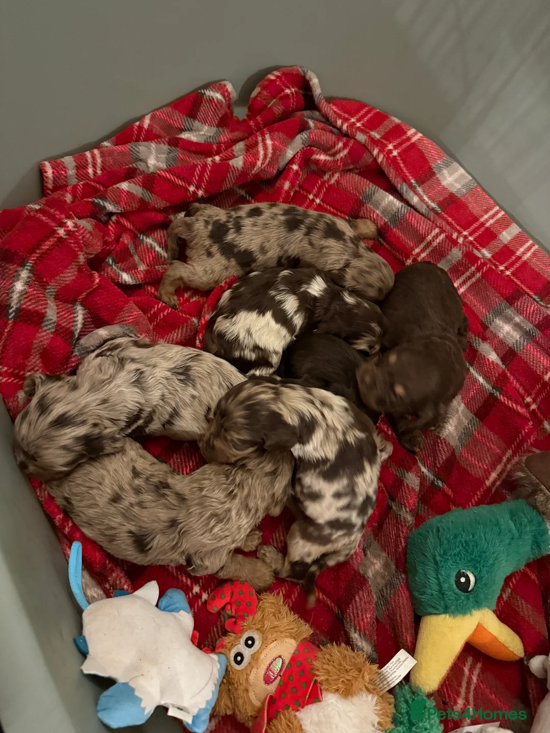 Cockapoo dogs for sale: Chocolate merl and tan point American cockapoo  - Advert 5