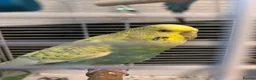 Budgerigars birds for sale: 2 budgies - Advert 5