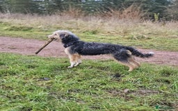 Bedlington Terrier dogs for sale: Bedlington whippet x bedlington terrier  - Advert 8